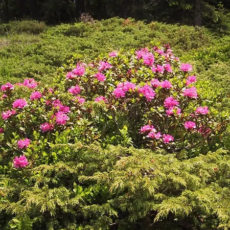 Fruehstueckspension Oberweissburg 3* سانكت مايكل ايم لون